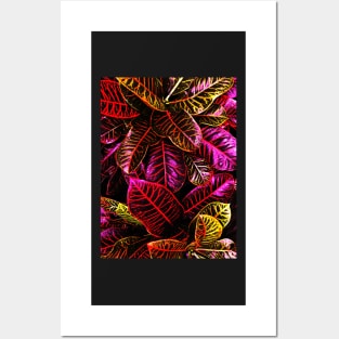 Pink Crotons Plant Posters and Art